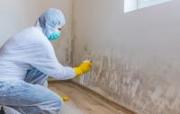 Mold Experts of the Bronx image 1