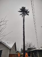 Tree Contractors Northwest Inc. image 3
