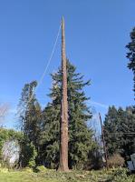 Tree Contractors Northwest Inc. image 4