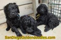San Diego Goldendoodles image 5
