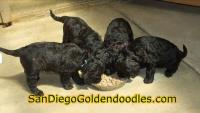 San Diego Goldendoodles image 6