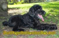 San Diego Goldendoodles image 7