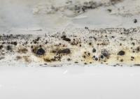 Mold Experts of Utah image 10