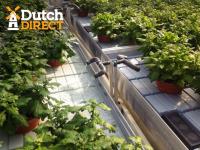 Dutch Direct image 2