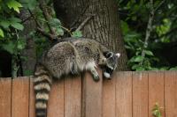 Oklahoma City Wildlife Removal image 3