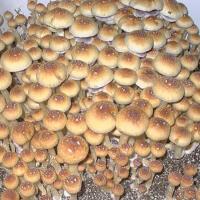 Sacred Mushroom Spores image 1