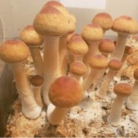 Sacred Mushroom Spores image 5
