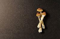 Sacred Mushroom Spores image 8