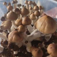 Sacred Mushroom Spores image 4