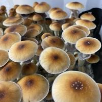 Sacred Mushroom Spores image 3