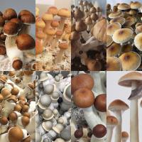 Sacred Mushroom Spores image 2