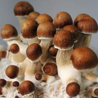 Sacred Mushroom Spores image 6