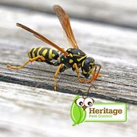 Heritage Pest Control image 3