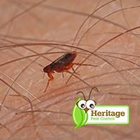 Heritage Pest Control image 4