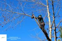 Tree Trimming Woodland Hills - Burbank Tree Pros image 1