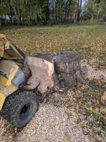Mancuso Tree Removal, LLC image 1