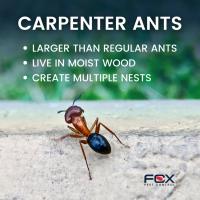 Fox Pest Control - Connecticut image 9