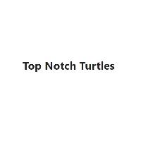 Top Notch Turtles image 1
