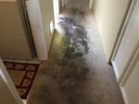 Salt Lake City Carpet Repair & Cleaning image 2