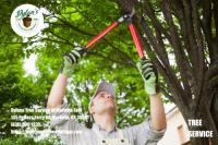 Dylan's Tree Service of Marietta East image 4
