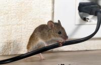 Pest Control Experts of Bowling Green image 2