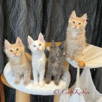 Toyger Cats for sale  image 3