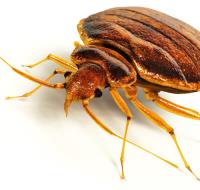 Bug-A-Way Termite & Pest Control image 5