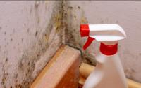 Mold Experts of Bloomington image 4