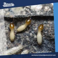 Varsity Termite and Pest Control image 3