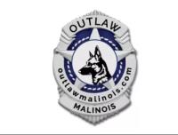 Outlaw Malinois image 1