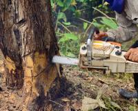 Burbank Tree Professionals image 5