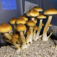 Hidden Forest Mushroom Spores image 3