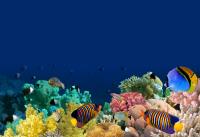 Aquarium Supply Online image 6