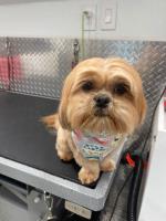 J&A Mobile Dog Grooming Services of Hollywood, FL image 4