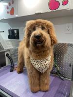 J&A Mobile Dog Grooming Services of Hollywood, FL image 2