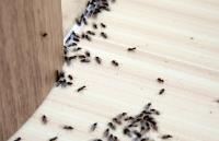 Middle Plantation Pest Control Solutions image 2