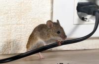 Pest Control Experts of Fox Valley image 1