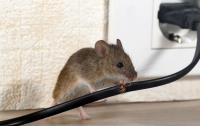 The Hill Pest Control Solutions image 3