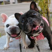 French Bulldogs For Adoption image 3