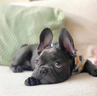 French Bulldogs For Adoption image 4