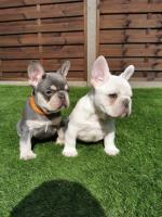 French Bulldogs For Adoption image 5