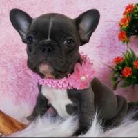 French Bulldogs For Adoption image 6