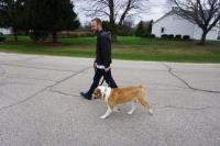Wagging Rights Dog Training image 3