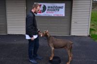Wagging Rights Dog Training image 4