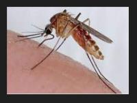Mosquito Authority image 4