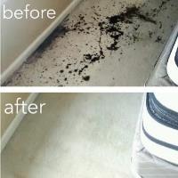 Safe-Dry Carpet Cleaning of The Woodlands image 2