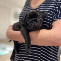 Pug puppies for sale  image 1