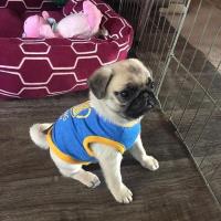 Pug puppies for sale  image 3