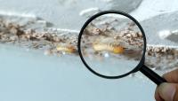 Golden City Termite Experts image 1