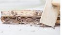 Davenport Termite Removal Experts logo